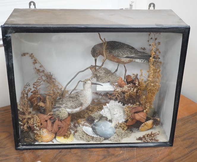 A cased taxidermy group of a Red Knot and a Greenshank, 38.5cm wide, 30cm high. Condition - good